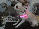 Your stunning pet's feel-royal LED harness for night safety