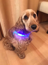 Your stunning pet's feel-royal LED harness for night safety