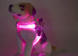 Your stunning pet's feel-royal LED harness for night safety