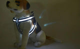 Your stunning pet's feel-royal LED harness for night safety