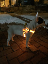 Your stunning pet's feel-royal LED harness for night safety